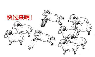 羊群效应的分类